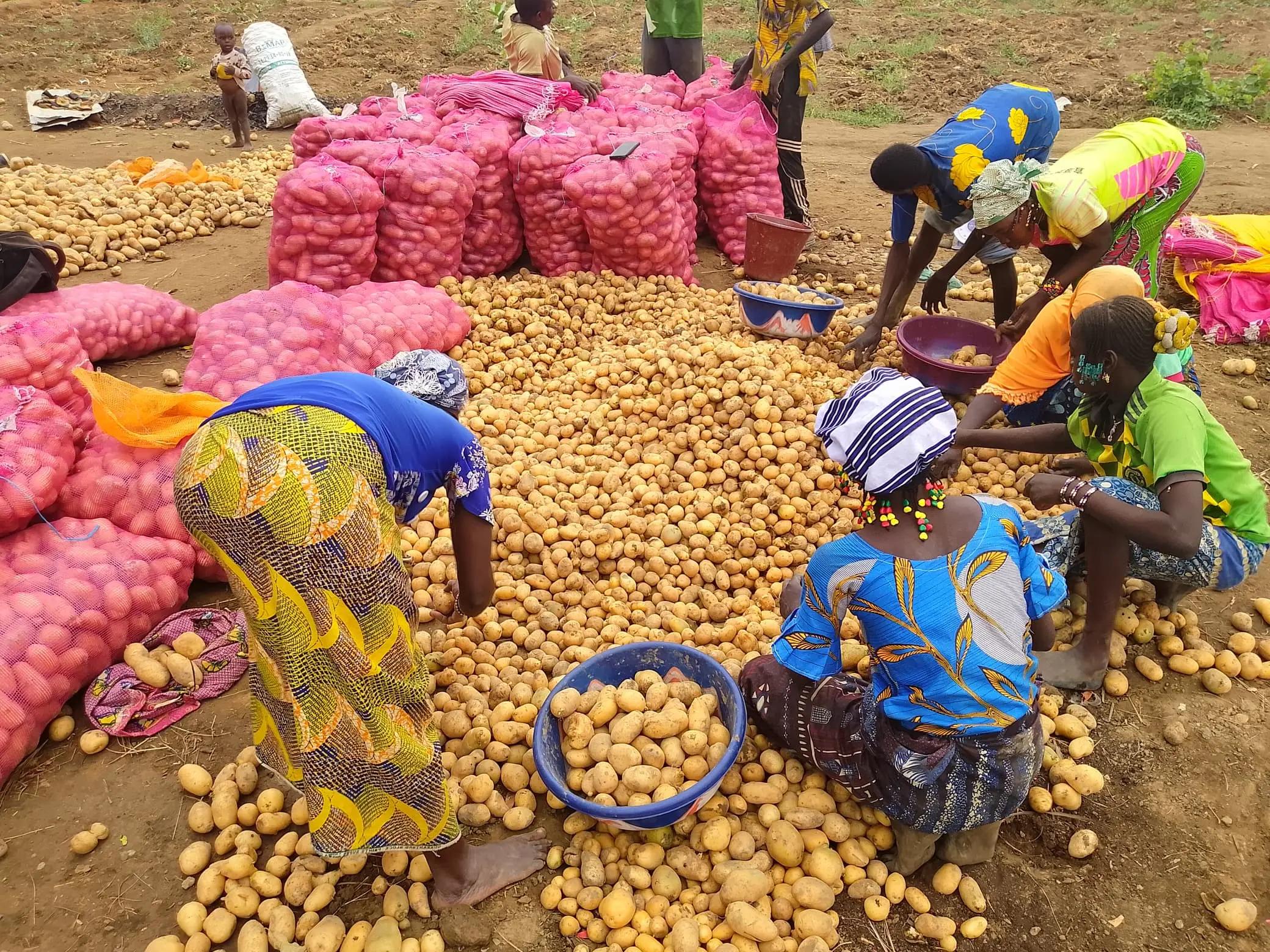 Potato-growing cooperatives in Guiriko, Burkina Faso